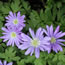 Anemone blanda